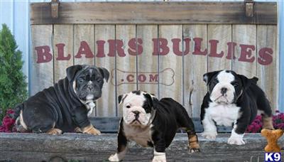 English Bulldog Puppies in OH